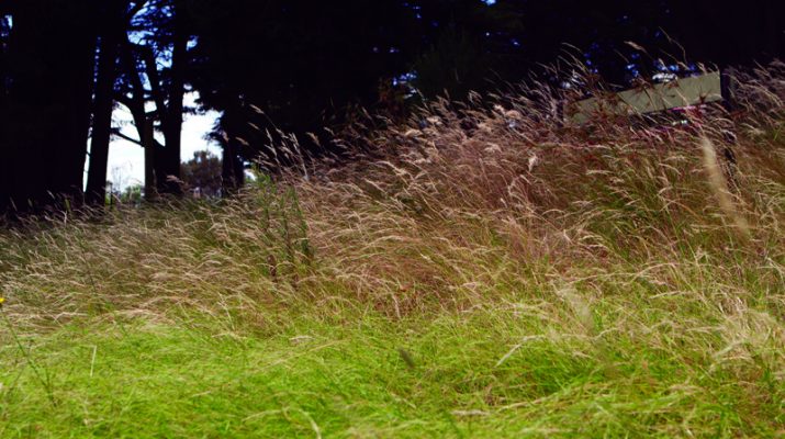 Moor-rul grasses